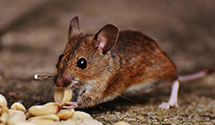24 Hour & Emergency Exterminators in Canton, PA